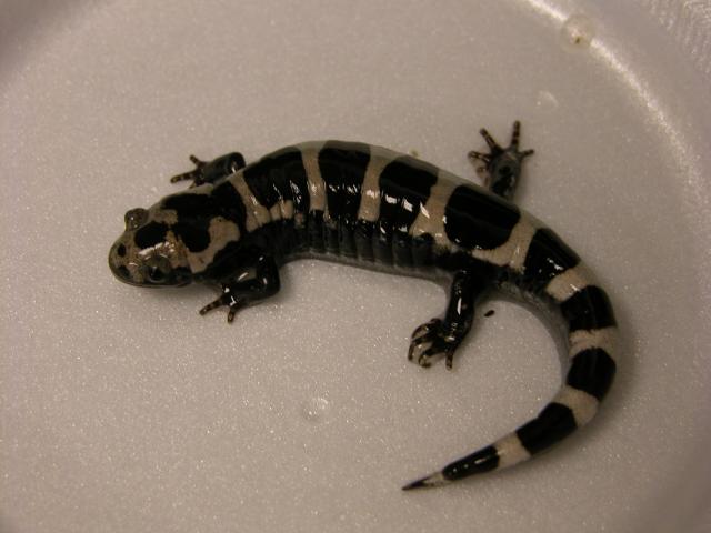 Marbled+Salamander (<I>Ambystoma opacum</I>), William B. Umstead State Park, North Carolina, United States