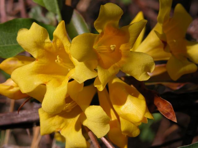 Yellow+Jessamine (<I>Gelsemium sempervirens</I>), William B. Umstead State Park, North Carolina, United States