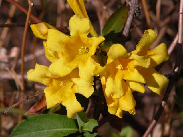 Yellow+Jessamine (<I>Gelsemium sempervirens</I>), William B. Umstead State Park, North Carolina, United States