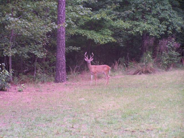 White-tailed+Deer (<I>Odocoileus virginianus</I>), William B. Umstead State Park, North Carolina, United States