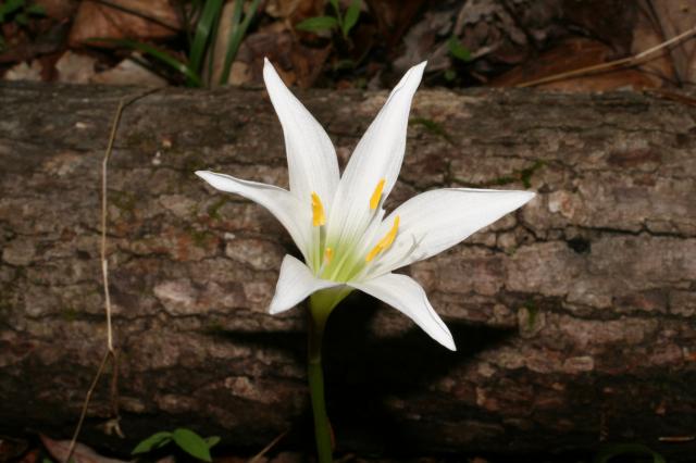 Atamasco+Lily (<I>Zephyranthes atamasco</I>), William B. Umstead State Park, North Carolina, United States