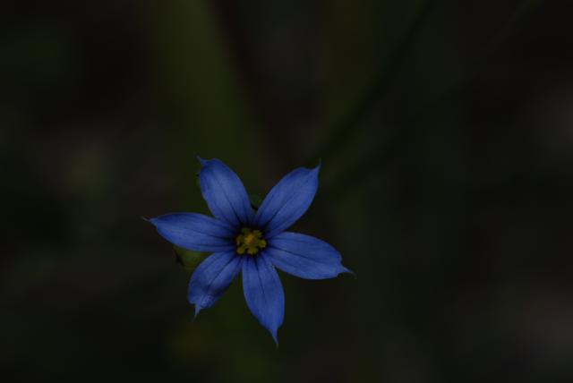 Pointed+Blue-eyed-grass (<I>Sisyrinchium angustifolium</I>), William B. Umstead State Park, North Carolina, United States