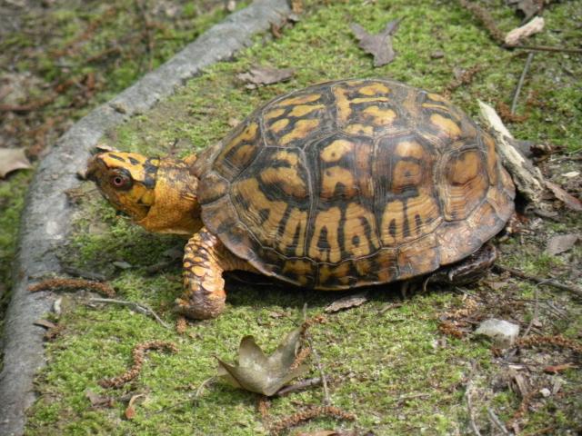 Eastern+Box+Turtle (<I>Terrapene carolina</I>), William B. Umstead State Park, North Carolina, United States