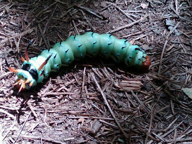 Royal+Walnut+Moth (<I>Citheronia regalis</I>), William B. Umstead State Park, North Carolina, United States