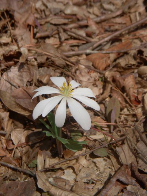Bloodroot (<I>Sanguinaria canadensis</I>), William B. Umstead State Park, North Carolina, United States