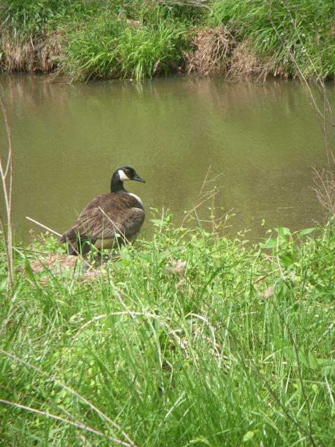 Canada+Goose (<I>Branta canadensis</I>), William B. Umstead State Park, North Carolina, United States