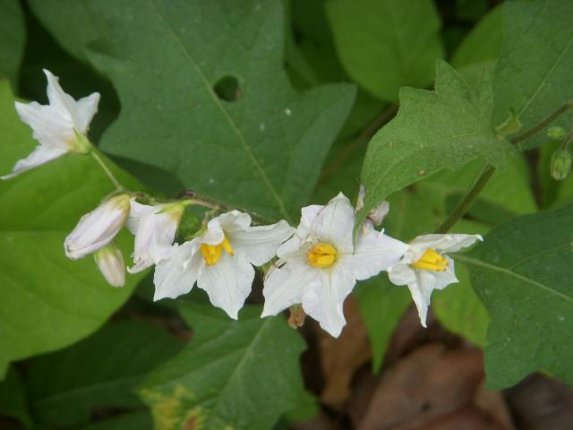 Carolina+Horse-nettle (<I>Solanum carolinense</I>), William B. Umstead State Park, North Carolina, United States