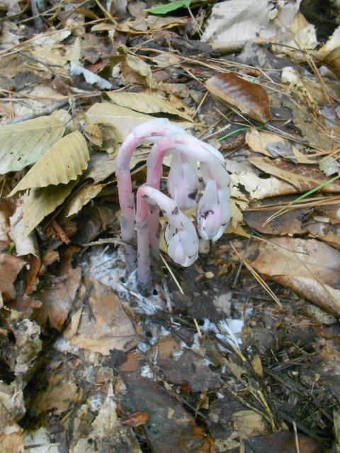 Indian-pipe (<I>Monotropa uniflora</I>), William B. Umstead State Park, North Carolina, United States