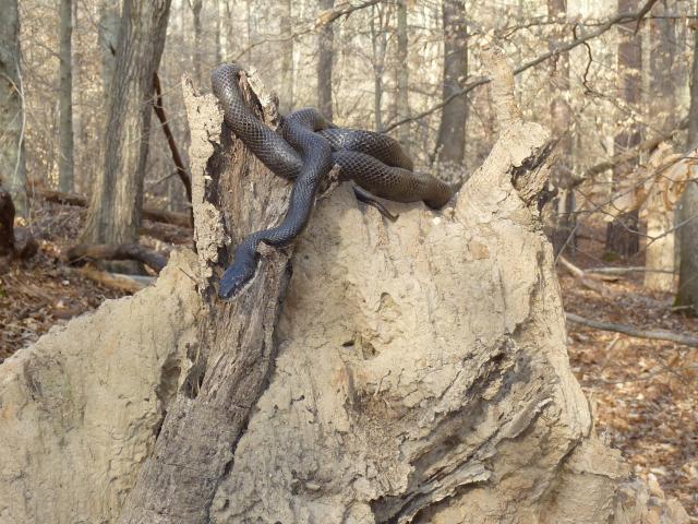 Eastern+Ratsnake (<I>Pantherophis alleghaniensis</I>), William B. Umstead State Park, North Carolina, United States