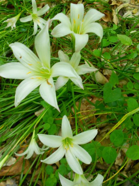 Atamasco+Lily (<I>Zephyranthes atamasco</I>), William B. Umstead State Park, North Carolina, United States