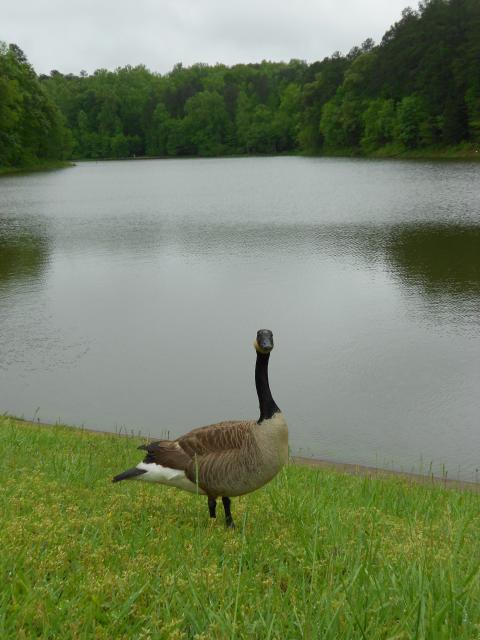 Canada+Goose (<I>Branta canadensis</I>), William B. Umstead State Park, North Carolina, United States