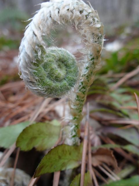 Christmas+Fern (<I>Polystichum acrostichoides</I>), William B. Umstead State Park, North Carolina, United States