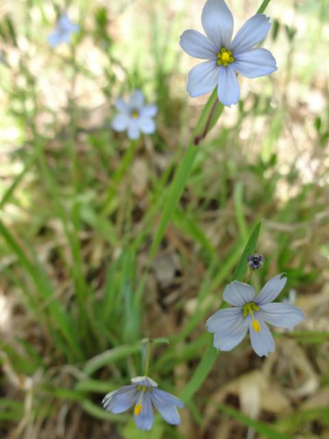 Pointed+Blue-eyed-grass (<I>Sisyrinchium angustifolium</I>), William B. Umstead State Park, North Carolina, United States