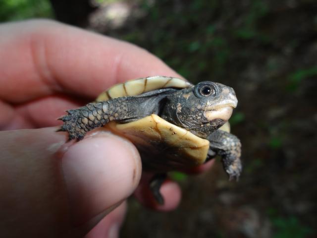Eastern+Box+Turtle (<I>Terrapene carolina</I>), William B. Umstead State Park, North Carolina, United States