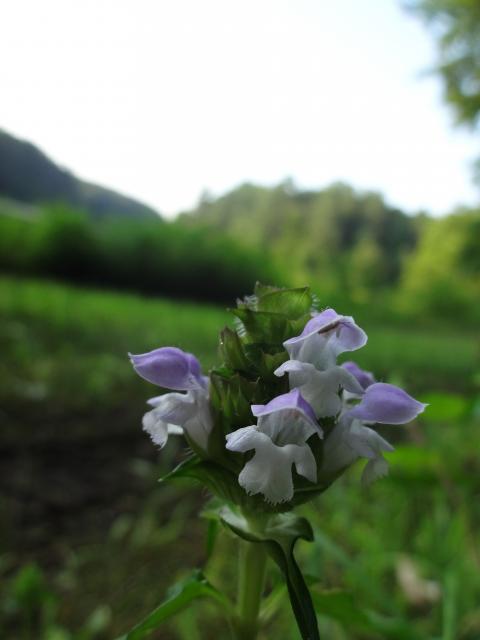 Self-heal (<I>Prunella vulgaris</I>), William B. Umstead State Park, North Carolina, United States