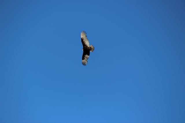 Turkey+Vulture (<I>Cathartes aura</I>), William B. Umstead State Park, North Carolina, United States