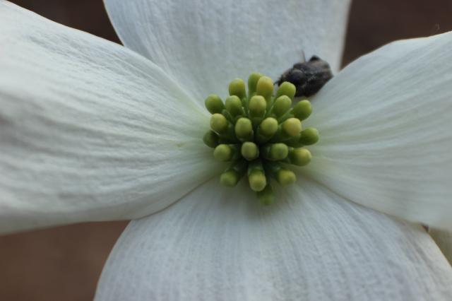 Flowering+Dogwood (<I>Cornus florida</I>), William B. Umstead State Park, North Carolina, United States