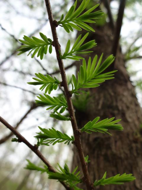 Bald+Cypress (<I>Taxodium distichum</I>), William B. Umstead State Park, North Carolina, United States