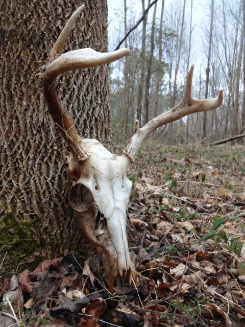 White-tailed+Deer (<I>Odocoileus virginianus</I>), William B. Umstead State Park, North Carolina, United States