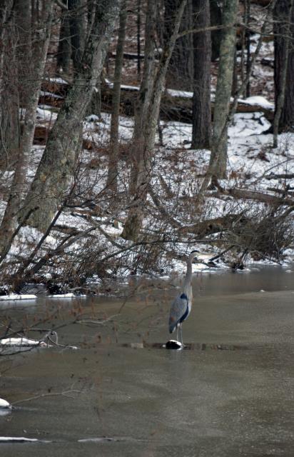 Great+Blue+Heron (<I>Ardea herodias</I>), William B. Umstead State Park, North Carolina, United States