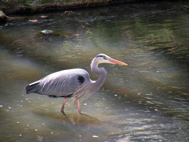 Great+Blue+Heron (<I>Ardea herodias</I>), William B. Umstead State Park, North Carolina, United States