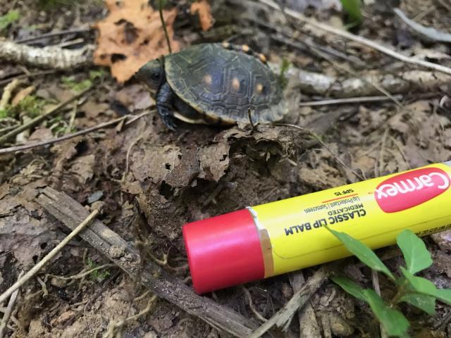 Eastern+Box+Turtle (<I>Terrapene carolina</I>), Yellow Mountain State Natural Area, North Carolina, United States