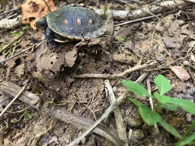 Eastern+Box+Turtle (<I>Terrapene carolina</I>), Yellow Mountain State Natural Area, North Carolina, United States